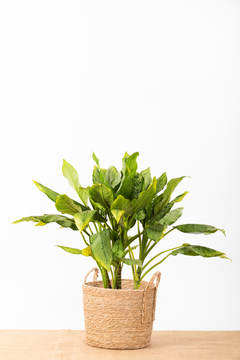 AGLAONEMA + CANASTO en internet