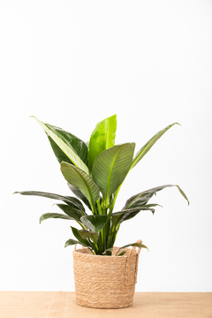 SPATHIPHYLLUM SENSACIÓN + CANASTO - Leontina Almacén de Plantas