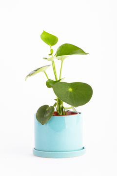 PEPEROMIA RAINDROP EN CILINDRO CON PLATO