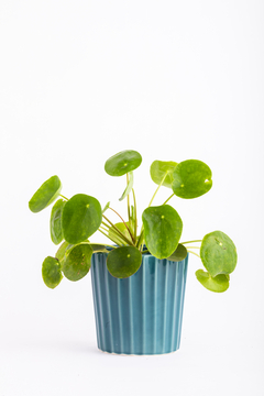 PILEA PEPEROMIOIDES EN FACETADA - comprar online