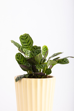 CALATHEA BURLE + MACETA FACETADA - comprar online