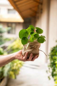 PILEA PEPEROMIOIDES