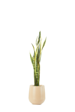 SANSEVIERIA TRIFASCIATA EN GOTA SMALL