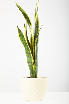 SANSEVIERIA TRIFASCIATA EN INDIA - comprar online