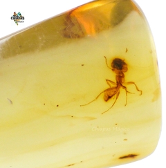 Ámbar Amarillo con Insecto - comprar en línea