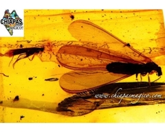 Ámbar Amarillo con Insectos #031 - comprar en línea