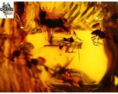 Ámbar Amarillo con Insecto #036 en internet
