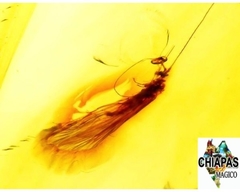 Imagen de Ámbar Amarillo con Insecto #037