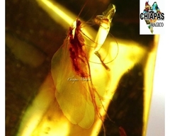 Ámbar Amarillo con Insecto #037