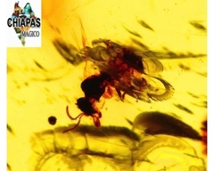 Ámbar Amarillo con Insectos #039
