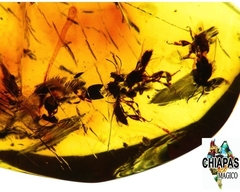 Ámbar Amarillo con Insectos #041 en internet
