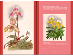 Orquídeas - Eric Le Comte - comprar online