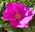 Cortador de Pétala de Rosa Rugosa - Botanicamente correto - Robert Haynes - comprar online