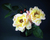 Cortador de Pétala de Rosa Tea - Botanicamente correto - Robert Haynes - comprar online