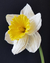 Cortador de Pétala de Narciso - Botanicamente correto - comprar online