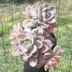 echeveria-albicans-variegata