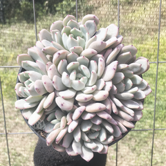 echeveria-baena