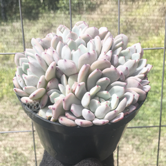 echeveria-baena