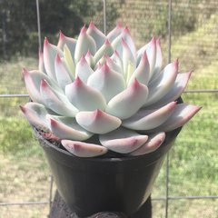 echeveria-beatrice