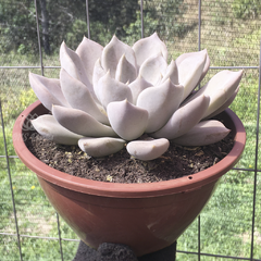 echeveria-beverley