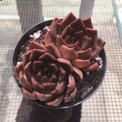 echeveria-black-prince