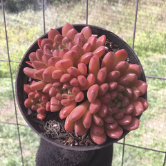 graptoveria-bashful