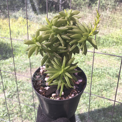 peperomia-dolabriforms