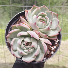 echeveria-chihuahuensis