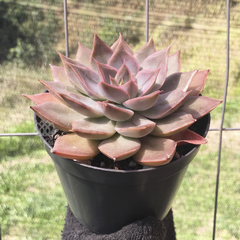 echeveria-chloe