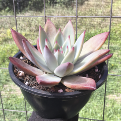 echeveria-colorata-brandtii