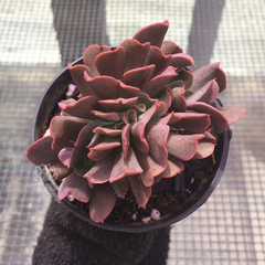 echeveria-dark-vader