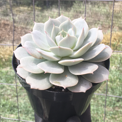 echeveria-derenbergii