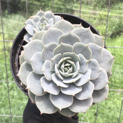 echeveria-deresina