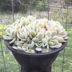 echeveria-elegans