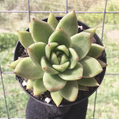 echeveria-agavoides-estrela