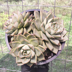 echeveria-fabiola