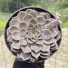 echeveria-felina