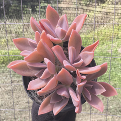 graptoveria-fred-ives