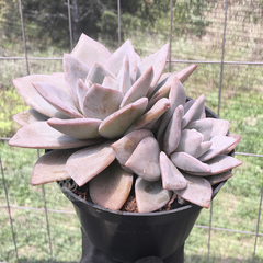 echeveria-german-champagne