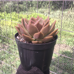 echeveria-agavoides-gilva-bronze