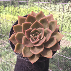 echeveria-agavoides-gilva-bronze