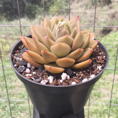 echeveria-gilva-bronze