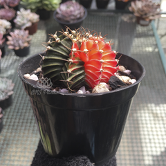 gymnocalycium-mihanovichii-variegata