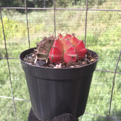 gymnocalycium-mihanovichii-variegata