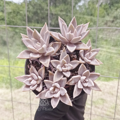 graptopetalum