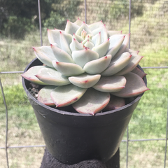 echeveria-gilva-red