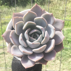 echeveria-garoto