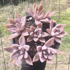 graptopetalum