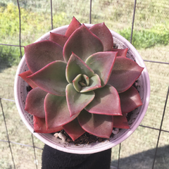 echeveria-figlia-di-hera