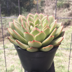 echeveria-hibrida